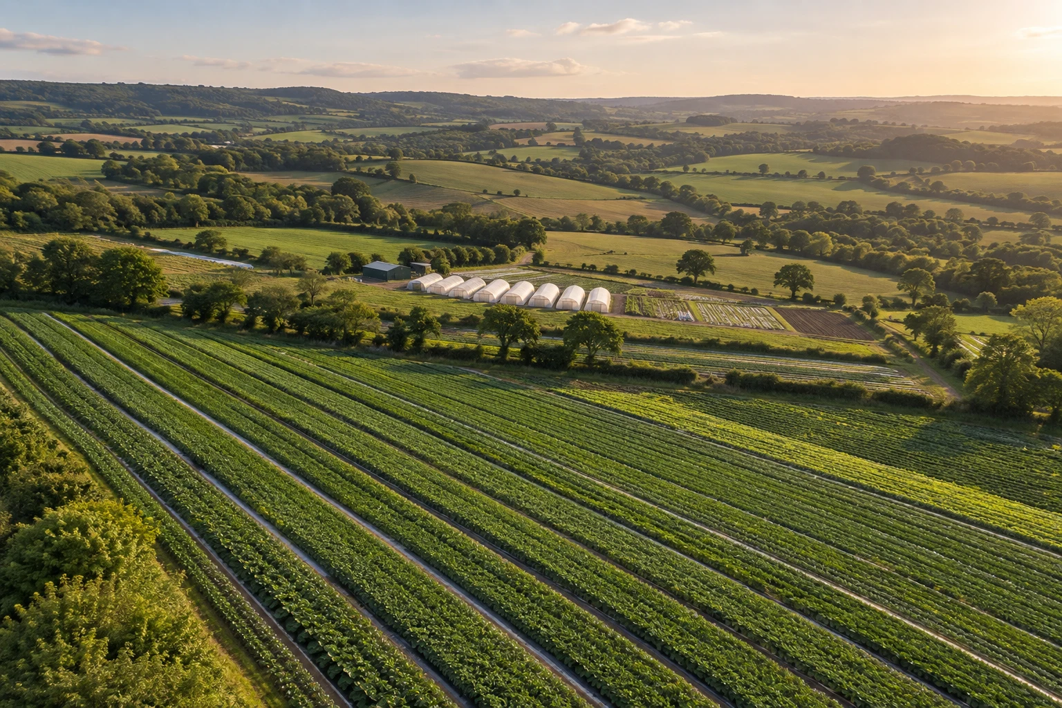 Illustrative aerial view of green crop rows, polytunnels and hedgerows in the British countryside